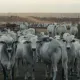 Cinco películas sobre la resistencia del Sur a la crisis climática