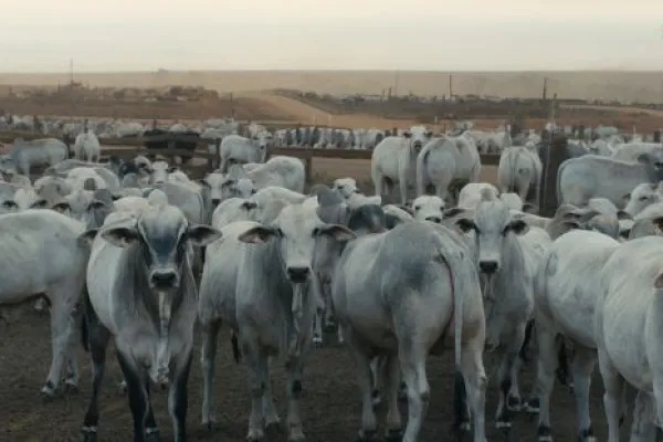 Cinco películas sobre la resistencia del Sur a la crisis climática