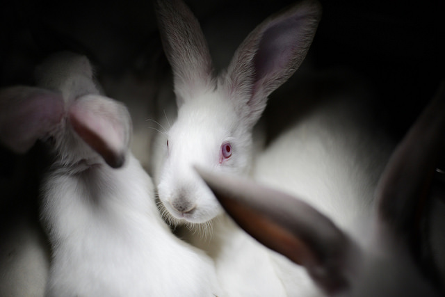 Granjas de conejos Igualdad Animal