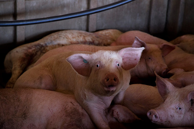 Cerdo superviviente en una granja cerca del Ebro / Tras los muros