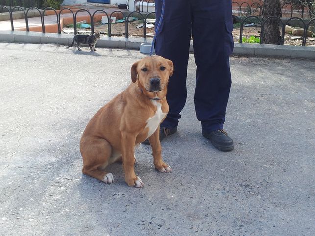 Senda, una de las perras recogidas en Vega del Henares