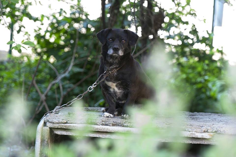 11117397_10204193506386009_1819258606_n