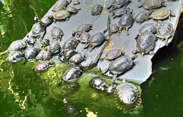 Tortugas-Atocha-Foto-Daniel-Garcia_EDIIMA20150717_0681_5