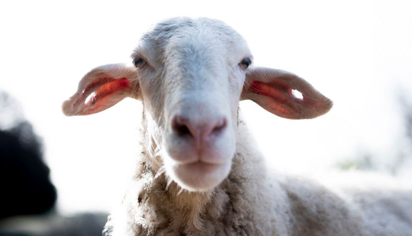 8cb2e31444e5ea0f42ed7c194668f193_L