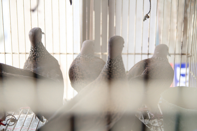 photo_by_ryal_albrey_cc