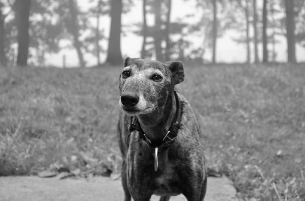 20374419451_49435e0e35_k