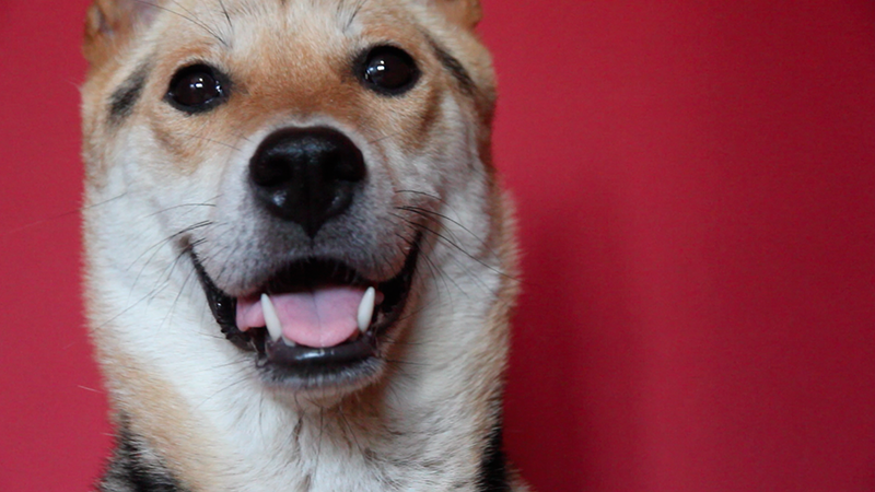 9007136074_996c93b58a_o