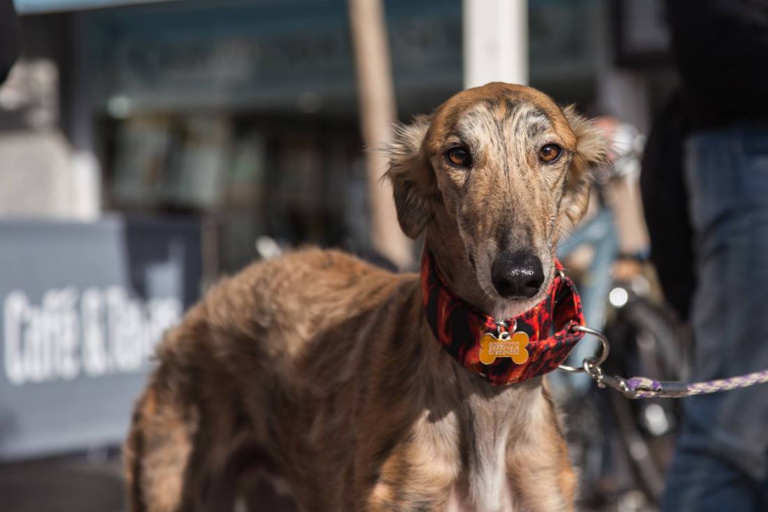 17622843_1443704529020258_1798072332_o